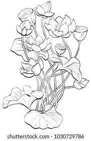 Lotus flowers.Vector line art composition
