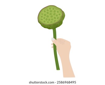 Lotus fruit on a white background.