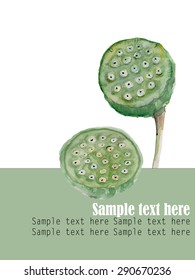 lotus fruit watercolor illustration vector