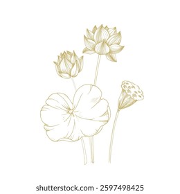 Lotus gold flowers, seed pod and leaves. Vector illustration hand drawn and isolated on white background. Template for label and logo design