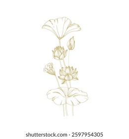 Lotus gold flowers, seed pod and leaves. Vector illustration hand drawn and isolated on white background. Template for label and logo design