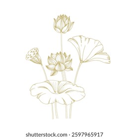 Lotus gold flowers, seed pod and leaves. Vector illustration hand drawn and isolated on white background. Template for label and logo design