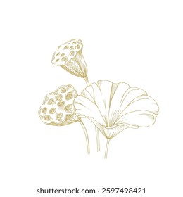 Lotus gold seed pod and leaves. Vector illustration hand drawn and isolated on white background. Template for label and logo design