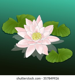 Lotus growing in a pond, lake, river, colorful drawing, natural background, card. Flower water lily with gently white pink petals and green leaves on the water, with reflection. Vector illustration