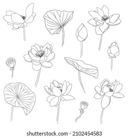 Juego dibujado a mano en Lotus. Bloomed, brotes y hojas. Colección gráfica de flores de loto para logo, invitación de boda de lujo, cubierta, embalaje. Ilustración del vector de contorno aislada en fondo blanco.