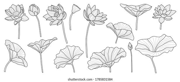 Lotus hand drawn vector set, Collection of lotus flowers for logo, luxury wedding  invitation, cover, packaging, pattern and background template.