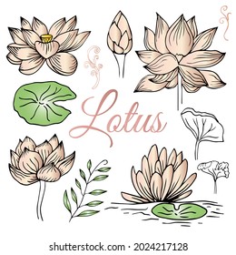 Lotus hand drawn vector set. Collection of lotus flowers for logo, luxury wedding invitation, cover, packaging, pattern and background template.