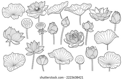 Lotus hand drawn vector set, Collection of lotus flowers for logo design, invitation, cover, packaging, pattern, luxury wedding and background template.