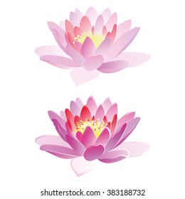 Lotus hand drawn watercolor vector on white background