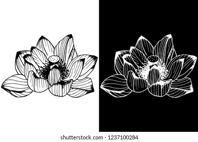 lotus herb floral hand drawn sketch black and white doodle