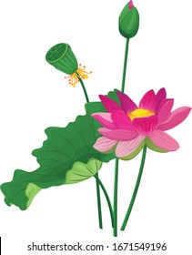 Lotus está aislado en un fondo blanco. vector ilustrativo