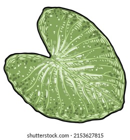 Lotus leaf drawing. View of water lily leaf. Hand drawn floral style. Wild pond lotus floral design element for spiritual body and mind visuals. Vector.