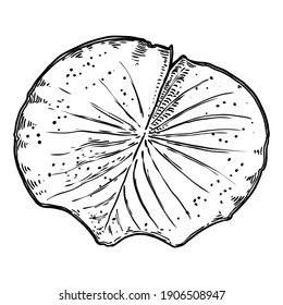 Lotus leaf, isolated. Drawing of water lily leaf. Vector.