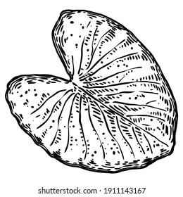 Lotus leaf, isolated. Drawing of water lily leaf. Vector.