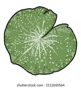 Lotus leaf, isolated. Drawing of water lily leaf. Vector.