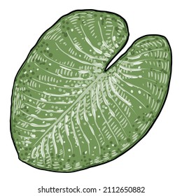 Lotus leaf, isolated. Drawing of water lily leaf. Vector.