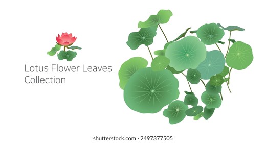 Lotus leaf vector illustration on a white background.