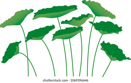 lotus leaf in viet nam