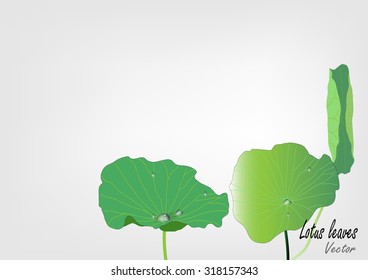 Lotus leaves with water drops vector illustration