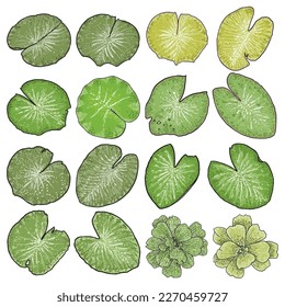 Lotus leaves and Water lettuce flower set. Sketched floral botany of water lilies. Indian religion symbol of purity and enlightenment. Hand drawn isolated water pond lily floral leaf and blooms vector