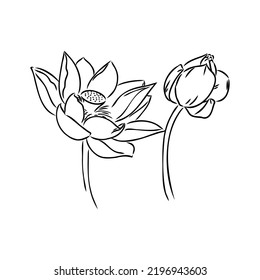 A lotus lily water flower in a vintage woodcut engraved etching style