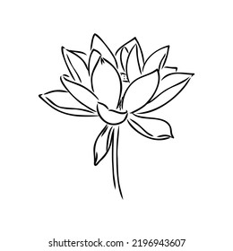 A lotus lily water flower in a vintage woodcut engraved etching style