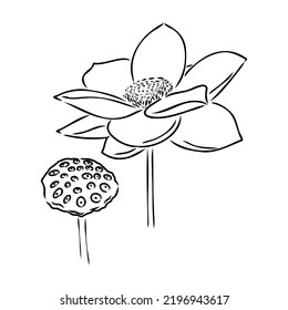 A lotus lily water flower in a vintage woodcut engraved etching style