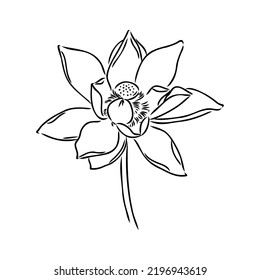 A lotus lily water flower in a vintage woodcut engraved etching style