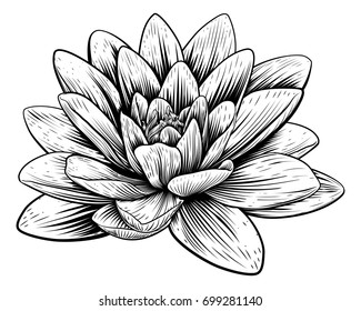 A Lotus Lily Water Flower In A Vintage Woodcut Engraved Etching Style