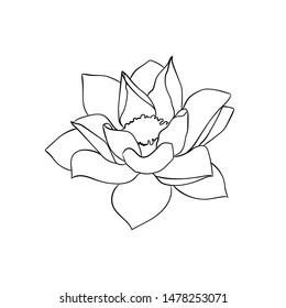 Lotus. Line drawing. Element for design. Vector.