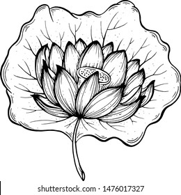 Lotus. Line drawing. Vector illustration.