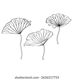 Lotus line leaves. Lotus Vector element.