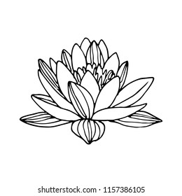 Lotus linear vector drawing, tattoo sketch.