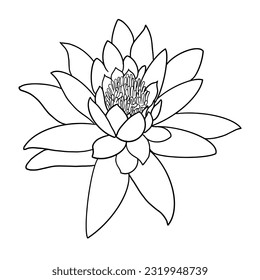 loto sobre fondo blanco, vector