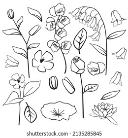 Lotus Periwinkle Rose Orchid Common Bluebell Leaf Flower Floral Silhouette Outline Line Element