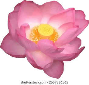  lotus pink flower blooming vector2