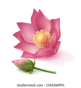 Lotus pink flower and bud on pink background. Design for cosmetics, aromatherapy and yoga. Vector stock illustration