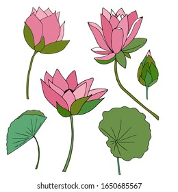 Lotus pink flower, bud plant set. Art design element hand drawn ink sketch stock vector illustration for web, for print