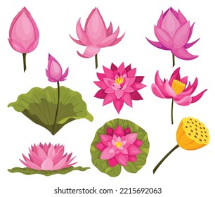 Lotus. Flores rosas puestas. Estrellas y hojas para publicidad e invitaciones. Flores, abertura de brotes, planta acuática. Diseño 3D. Composición de objetos aislados para el diseño