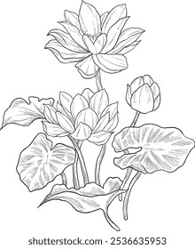 Lotus plant flower digital sketch illustration