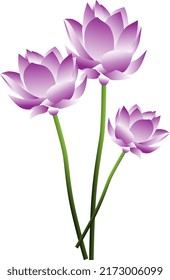 Lotus Purple flower vector design