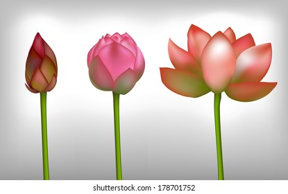 Lotus realistic flowers, vector
