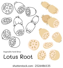 Lotus Root doodle vegetal mão desenhado esboço e cores para criança, Pacote, rótulos Elemento de design. Ilustração vetorial