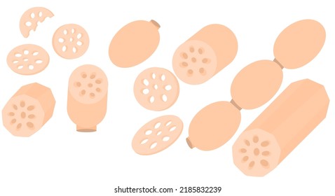 Lotus root is a medicinal herb.Slices of exotic fruit.Chinese traditional herb.Vegetable for making soup.Sign, symbol, icon or logo isolated.Flat design.Clipart.Cartoon vector illustration.Graphic.