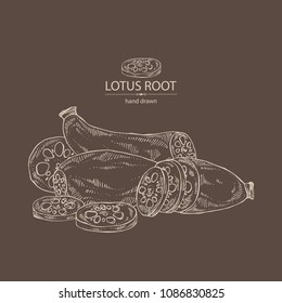 Lotus root: root and piece of lotus root. Vector hand drawn illustration.