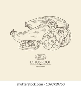 Lotus root: root and piece of lotus root. Vector hand drawn illustration.