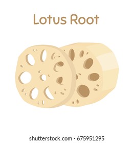 Lotus root, slices of exotic fruit. Natural tropical plant. Made in cartoon flat style. Vector illustration