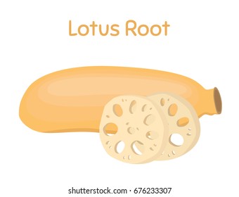 Lotus root, slices of exotic fruit. Natural tropical plant. Made in cartoon flat style. Vector illustration