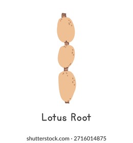Lotus Root Vector Illustration. Lotus Root Cartoon Clipart, Vegetable in Flat Style. Also called Renkon, Nadru, Chinese Water Lily, or Nelumbo nucifera. Root Vegetable Concept. Common Vegetable Vector