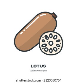 Lotus root vegetable and slice icon, outline with color fill style vector illustration
